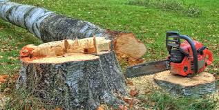 Best Storm Damage Tree Cleanup  in Rockville, MN