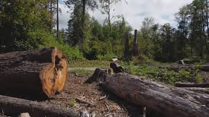 Best Hazardous Tree Removal  in Rockville, MN