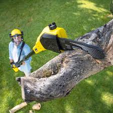 Best Tree Preservation Services  in Rockville, MN