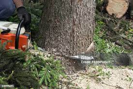 How Our Tree Care Process Works  in  Rockville, MN