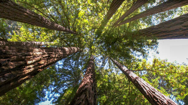 Trusted Rockville, MN Tree Services Experts