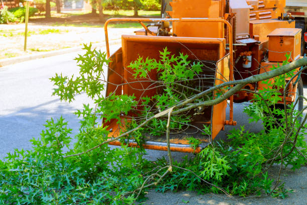 Best Tree Removal  in Rockville, MN