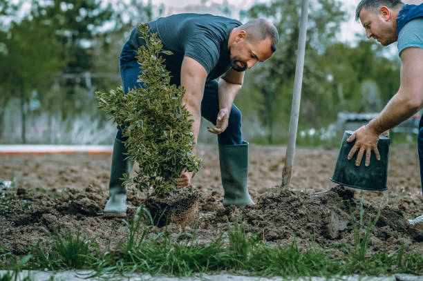 Organic Lawn Care Solutions in Rockville, MN